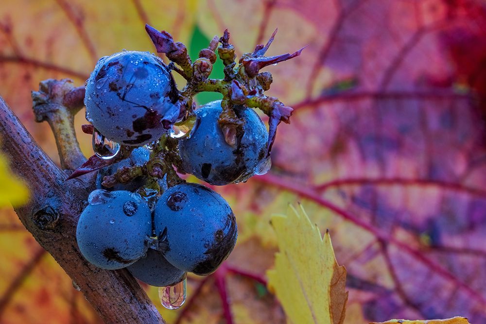 Ripe Pinot Noir grapes on the vine at Yamhill Valley Winery in McMinnville-Oregon-USA